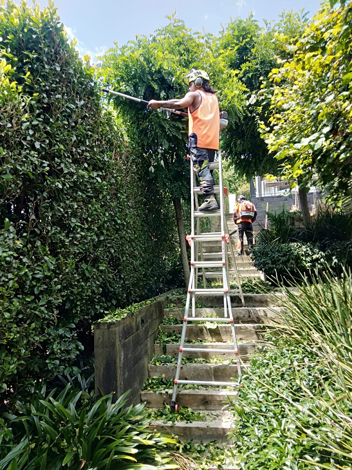 Tree Trimmers Auckland